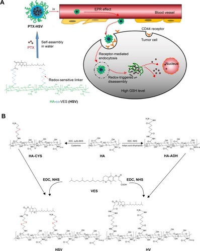 Figure 1 (A) Illustration of self-assembly and accumulation of redox-sensitive PTX-HSV nanoparticles in tumor tissues and their intracellular trafficking pathway. The intracellular trafficking pathway includes CD44 receptor-mediated cellular internalization, endo/lysosomal escape, and GSH-triggered disassembly of redox-sensitive PTX-HSV nanoparticles leading to the rapid release of PTX. (B) Synthetic routes of HSV and HV conjugates.Abbreviations: PTX, paclitaxel; HA, hyaluronic acid; VES, vitamin E succinate; EPR, enhanced permeability and retention; HSV, redox-sensitive hyaluronic acid-vitamin E succinate conjugates; HV, redox-insensitive hyaluronic acid-vitamin E succinate conjugates; GSH, glutathione; CYS, cystamine; ADH, adipic dihydrazide; EDC, 1-ethyl-3(3-dimethylaminopropyl)carbodiimide; NHS, N-hydroxysuccinimide; iv, intravenous.