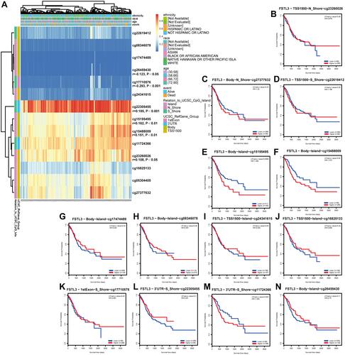 Figure 4 Waterfall plots and analysis using potential methylation probes targeting the FSTL3 gene (n=395). (A) Waterfall plot of the methylation levels in the FSTL3 gene. The correlations between FSTL3 methylation or expression levels and the survival rate were also analyzed. (B–N) Survival analysis based on all methylation probes; P < 0.05 was considered statistically significant.