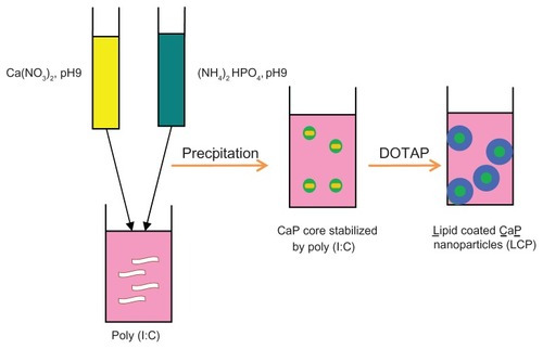 Figure 1 Fabrication of lipid-coated calcium phosphate nanoparticles.Abbreviations: CaP, calcium phosphate; LCP, lipid-coated calcium phosphate nanoparticles; poly (I:C), polyinosinic acid-polycytidylic acid.