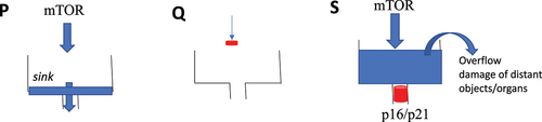 Figure 2. The clogged sink analogy for proliferation, quiescence and senescence.