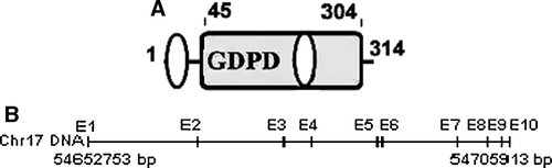 Figure 2.  The protein structure of hGDE4 and the genomic organization of hGDE4 gene. (A) The structure of hGDE4 protein deduced from the cDNA open reading frame. Numbering corresponds to amino acid residues at the N- and C-termini of each domain. The protein sequence contains two transmembrane regions and a GDPD domain. The location of GDPD domain (residues 45–304) is denoted in rectangle, while the transmembrane regions are indicated in ellipses. (B) Genomic organization of hGDE4 gene. Exon (indicated as E) distribution of human GDE4 gene was at chromosome 17q22 by the BLAT program in Human Genome Work Draft database (http://genome.ucsc.edu/).