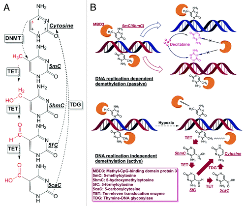 Figure 1. Cytosine derivatives and demethylation patterns. (A) The entire cytosine conversion cycle comprising of 5mC/5hmC/5fC/5caC, and final base excision repair (BER) are serially catalyzed by DNMTs, TETs and TDG enzymes. Although other dehydroxymethylation pathways have been proposed (deaminating 5hmC to 5hmU and then through BER by TDG/SMUG), TETs mediated oxidation is the only biochemically confirmed in mammalian cells by in vivo experiments. (B) Passive demethylation (induced by Decitabine) and active demethylation (induced by hypoxia) with the involvement of MBD3. The incorporation of Decitabine molecule depends on DNA replication and the incorporation of this analog accelerates the passive dilution of cytosine modifications, since its 5th nitrogen is not an accessible DNMTs substrate. On the other hand, the local physical and chemical environment (e.g., pH, ion concentration, ROS molecule etc.) or protein-DNA conformation, under hypoxic stress, would experience considerable changes to weaken the binding affinity between MBD3 and DNA, or even cause MBD3 detachment. The decrease in steric hindrance between MBD3 and the binding site could facilitate the involvement of TETs in further demethylation, which is DNA replication independent.