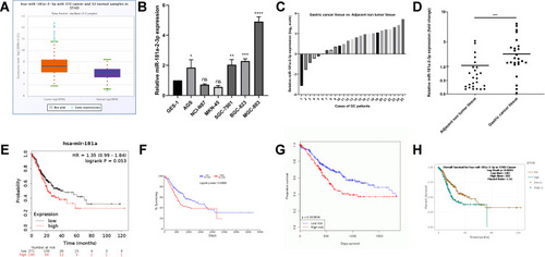 Figure 3 Bioinformatics analysis and validation of miR-181a-2-3p in gastric cancer. (A) Starbase database showed miR-181a-2-3p got a higher expression in 372 gastric cancer samples, compared with 32 gastric normal samples. (B) RT-qPCR results proved that miR-181a-2-3p was at a relatively high level in most human gastric cancer cell lines (AGS, SGC-7901, BGC-823 and MGC-803), compared with human gastric epithelial cell line GES-1. (C and D) Compared to adjacent non tumor tissue, miR-181a-2-3p presented a higher level in gastric cancer tissue. (E–H) GC patients with higher miR-181a-2-3p levels had obviously shorter 10-year overall survival (OS) times than those with lower miR-181a-2-3p levels in Kaplan–Meier Plotter database (P= 0.053) (E), OncoLnc database (P= 0.00506) (F), OncomiR database (P= 0.003906) (G), and Starbase database (P= 0.0045) (H).