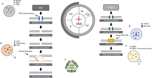 Figure 1. DNA repair factors LLPS involved in HR and NHEJ processes. HR occurs in cell S and G2 phases. (a) MRNIP droplets rapidly migrate to the sites of DNA damage, leading to the activation of downstream proteins and facilitating the autophosphorylation of ATM. MRE11-mediated resection leads to the formation of single-stranded DNA (ssDNA) tails. RPAs bind to the tails to protect them. BRCA2 assists RAD51 in displacing RPA. RAD51-ssDNA invades the homologous sequence, leading to synthesis of the DNA strands. (b) In this process, the assistance of PAR facilitates the essential role of FUS phase separation in the efficient assembly of DNA repair complexes and is necessary for recruiting DDR factors to DNA damage sites. (c) RAD52 droplets collaborate with various types of nuclear filaments to facilitate the formation of DNA repair centers. NHEJ is active throughout the cell cycle. Ku70/80s first quickly recognize DSB sites and bind them to promote DNA-PK formation. (d) NONO enhances DNA-PK phosphorylation at T2609 in response to DNA damage by generating high-concentration droplets. (e) 53BP1 has the ability to form condensates and subsequently recruit downstream factors such as RIF1, PTIP, and the shieldin complex.