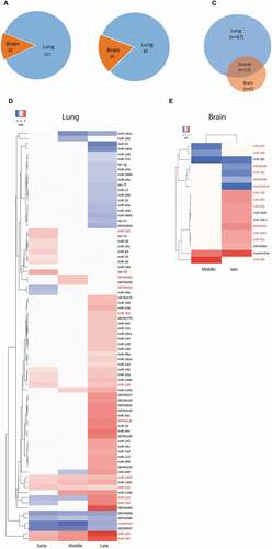 Figure 4. Differential expression patterns of miRNAs in lung and brain of H5N1-infected ducks across the three major phases of infection.(A) Number of miRNA DE events (i.e. if one miRNA was DE at two time points it was counted as two) in lung and brain at all time points. (B) Number of miRNAs that are DE (regardless of the number of time points) in lung and/or brain. (C, D) Heat maps showing the log2 FC values of the miRNAs that were DE in lung (n = 80) and in brain (n = 18). The red coloured miRNAs refer to those that are DE in both organs (n = 13). The remaining ones in each organs (black coloured miRNAs) are DE uniquely in each organ (lung = 67, brain = 5). Early = 8–24 hpi, middle = 32–48 hpi and late = 72–120 hpi. miRNAs were considered DE if they had log2 FC values > 0 (up-regulated, red coloured cells in the heat maps) or <0 (down-regulated, blue coloured cell in the heat maps) and adjusted P-values <0.05. MiRNAs were named after comparison with miRBase. Several miRNAs are either identical in sequence, but located on different genomic regions, or differ in 1–2 nucleotides and are located in the same genomic region; these were considered the same miRNA and were assigned the same name. MiRNAs that start with ‘KB’ could not be matched with any miRBase entry but were present in Ensemble. Novelmirna are predicted miRNAs that are not present in any of the databases.