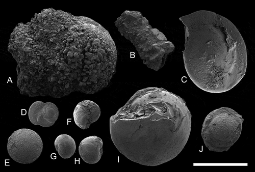 Figure 3. Scanning electron micrographs of foraminifera taken from the gut content of Scaphander gracilis (DBUA 1630, H = 20 mm). (a–b) agglutinating foraminifera; (c−j) calcareous foraminifera. Scale bar = 1 mm.