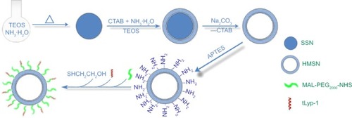 Figure 1 Schematic procedure for preparation of tLyp-1 and polyethylene glycol co-modified HMSN.Abbreviations: APTES, 3-aminopropyltriethoxysilane; CTAB, cetyltrimethylammonium bromide; HMSN, hollow mesoporous silica nanoparticles; SSN, solid SiO2 nanospheres; TEOS, tetraethyl orthosilicate; MAL-PEG2000-NHS, maleimido-PEG2000-N-hydroxysuccinimide.