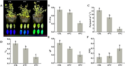 Figure 8. Determination of net photosynthetic rate and chlorophyll fluorescence parameters. Subsequent growth and development of soft-seed pomegranate seedlings after stress treatments image (A), the image of Fv/Fm (B), Fv/Fm (C), Pn (D), YII(E), qP F), and NPQ (G) numerical values. Data represent the means and standard errors of three replicates. The chart is marked with different lowercase letters, indicating that the difference is significant at P < 0.05. Fv/FM, potential maximum photochemical efficiency of PS II; NPQ, non-photochemical quenching coefficient; qP, photochemical quenching coefficient; Pn, net photosynthetic rate; Y II, actual maximum photochemical efficiency of PS II.