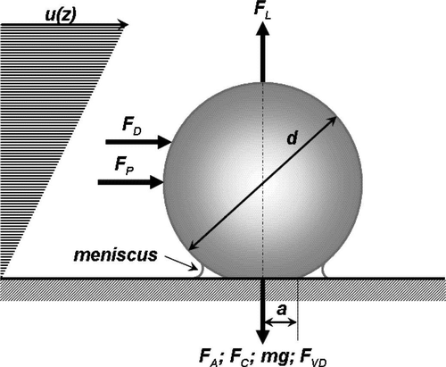 FIG. 3 Forces acting on an attached particle in shear flow.