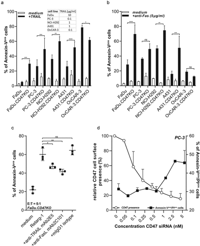 Figure 4. CD47 knockout enhances susceptibility of cancer cells to TRAIL- and FAS-mediated cell death