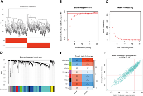 Figure 6 scWGCNA constructs co-expression modules. (A) The cluster dendrogram of samples is accompanied by a trait heatmap; (B) The connection between scale-free fit metrics and each soft threshold is shown; (C) The relationship between mean connectivity and each soft threshold is shown; (D) The clustering dendrogram displays the branches of highly connected genes, resulting in eight gene co-expression modules; (E) The relationships between module feature genes and clinical phenotypes (normal and psoriasis) are depicted in a heatmap; (F) A scatter plot showcases the relationship between MM and GS in blue-green modules, where MM represents the correlation of module signature genes with individual genes, and GS refers to the correlation of gene expression levels with psoriasis.