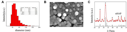 Figure 2 Nano-hydroxyapatite (nHAP) characterization. (A) DLS particle size distribution and median size of nHAP. (B) SEM image, scale bar, 100nm. (C) XRD spectrum. The characteristic peaks of hydroxyapatite are indicated by *.