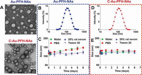 Figure 2. (a) TEM image of Au-PFH-NAs and C-Au-PFH-NAs. Scale bars, 100 nm (b and d) DLS image of Au-PFH-NAs and C-Au-PFH-NAs, respectively. (c and e) Stability of Au-PFH-NAs and C-Au-PFH-NAs, respectively, in water, PBS, 20% rat serum, and Tween-20 at 37°C