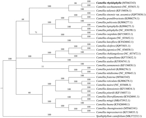 Figure 1. Phylogenetic tree reconstruction of 30 species based on sequences from whole chloroplast genomes. All the sequences were downloaded from NCBI Genbank.