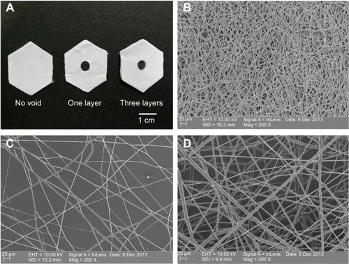 Figure 2 Scanning electron microscopy (SEM) images of polycaprolactone (PCL) electrospun fibers.Notes: (A) Examples of collectors without a void, or with a void in one or three aluminum foil layers. SEM images of the electrospun fibers on the collectors (B) without a void, (C) with a void in one layer, and (D) with a void in three layers.