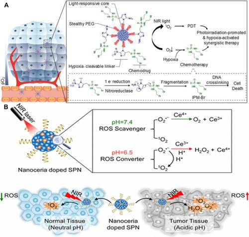 Figure 8 (A) Schematic illustration of P44 for hypoxia-activated synergistic PDT and chemotherapy. Reproduced from: Cui D, Huang J, Zhen X, Li J, Jiang Y, Pu K. A semiconducting polymer nano-prodrug for hypoxia-activated photodynamic cancer therapy. Angew Chem Int. 2019;58(18):5920–5924.Citation76 Copyright © 2019 Wiley‐VCH Verlag GmbH & Co. KGaA, Weinheim. (B) Schematic illustration of the self-regulated photodynamic properties of P48 at physiologically neutral, pathologically acid conditions and comparison between self-regulated and conventional. Reproduced with permission from: Zhu H, Fang Y, Miao Q, et al. Regulating near-infrared photodynamic properties of semiconducting polymer nanotheranostics for optimized cancer therapy. ACS Nano. 2017;11(9):8998–9009.Citation79 Copyright © 2017, American Chemical Society.
