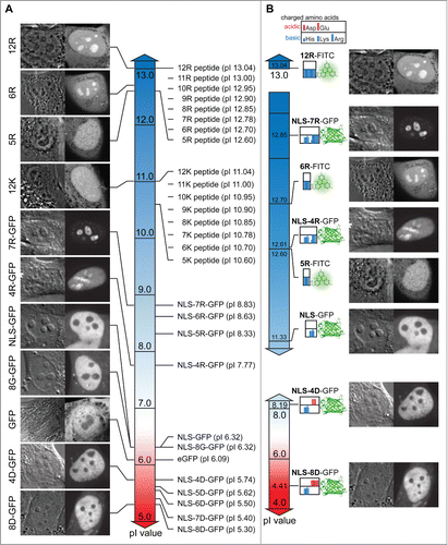 Figure 5. Chart of peptide and protein pI values, intracellular distribution and sequence composition. (A) Display of the pI value of FITC labeled peptides and full-length proteins coupled to different peptides along a continuous pI scale. Representative images illustrating the intracellular and intranuclear distribution are indicated along the scale. (B) Subsets of the pI scale with the values exclusively for the charged amino acid domains in the proteins and peptides tested combined with an illustrative representation of the domains. For the proteins the domain considered starts with the nuclear localization signal (NLS) and continues through the different motifs of charged amino acids (poly-R and poly-D) introduced into the GFP open reading frame. The peptides tested consist exclusively of basic amino acids. The clustering of the charged amino acids is displayed as color bars in the box adjacent to the respective fluorophore FITC or GFP. A legend for the charged amino acids is given above. Representative images for the distribution inside the cells and nuclei are displayed on the right for the respective peptide or protein. Scalebar: 5 µm.