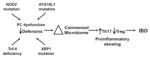 Figure 4 An exploratory model for the role of defensin deficiency in CD. Several genetic mutations (NOD2, AT G16L1, XBP1) lead to either global PC dysfunction or specific defensin deficiency (NOD2, Tcf-4). Reduction in PC defensin expression results in alterations in the intestinal bacterial microbiome. Shifts in the biome lead to induction of Th17 cells and proinflammatory skewing of the Th17:Treg balance, resulting in predisposition to the persistent and chronic inflammation associated with CD.