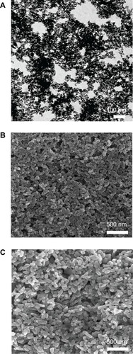 Figure 1 Characterization of TiO2 nanoparticles with different sizes from scanning electron microscopy observation (except for A from transmission electron microscopy observation). (A) 14 nm, (B) 108 nm, and (C) 196 nm.