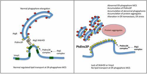 Figure 10. Working model of phagophore expansion and the function of Wdr45l and Vmp1.