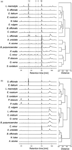 Figure 1. Common pattern of electrophoretic HPEC profiles (left side of the figure) and hierarchical clustering dendrograms of the phytochemical profiles (right side of the figure) of the shoots (a) and the roots (b) of 17 Boraginaceae species studied (n = 3). 1 – allantoin, 2 – rutin, 3 – chlorogenic acid, 4 – p-hydroxybenzoic acid, 5 – hydrocaffeic acid, 6 – rosmarinic acid.