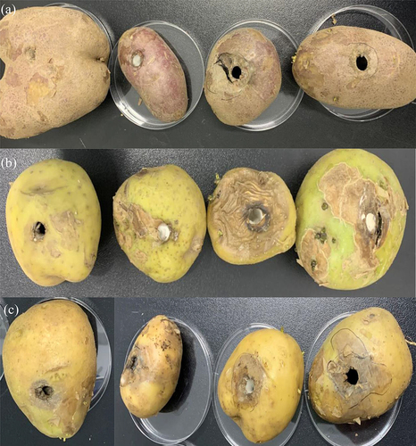 Figure 3. Pathogenicity effect of pathogens on potato in vivo. A was infection effect of pathogen on Qingshu 9, B was infection effect of pathogen on Qingshu 2, and C was infection effect of pathogen on Xiazhai 65. From left to right were infected by sterile water, Qing 9A-2, Qing 9A-1-1, Qing 9A-2 combine Qing 9A-1-1.