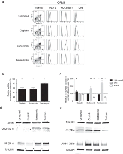 Figure 4. ER-stress, and not cell death, prompts downregulation of HLA-E and upregulation of DR5 on the surface of MM cells.MM cell lines were either exposed or not to cisplatin, bortezomib or tunicamycin prior to assessment of cell viability and cell surface expression of HLA-E, HLA class I and DR5. (a) Representative FACS plots showing the viability as measured by 7-AAD and Annexin V and the expression of HLA-E, HLA class I and DR5 on 7-AAD−Annexin V− live OPM1 MM cells following exposure to cisplatin (n = 10), bortezomib (n = 10) or tunicamycin (n = 8). (b) The relative viability of OPM1 MM cells exposed to either cisplatin, bortezomib or tunicamycin for 24 hours compared to untreated MM cells. (c) The relative cell surface expression of HLA class I (black bars), DR5 (grey bars) and HLA-E (white bars) on live OPM1 MM cells exposed to either cisplatin, bortezomib or tunicamycin for 24 hours compared to untreated MM cells. (d) The intracellular expression levels of the ER-stress related proteins CHOP and BiP at 12 and 24 hours, respectively. (e) The intracellular expression levels of the autophagy related proteins LC3 and LAMP-1 at 24 and 48 hours, respectively. D and E show representative data for the OPM1 MM cell line. Bars or symbols, mean. Error bars, standard deviation. * p < 0.05, ** p < 0.01.