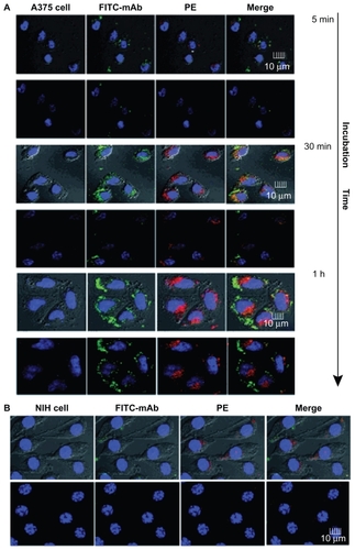 Figure 5 Binding and uptake of antibody modified nanoparticles. Binding and uptake analysis of PE-NPs-DR5 mAb-FITC were taken by confocal laser scanning microscopy. (A) A375 cells, with an incubation time of 5 minutes, 30 minutes, and 1 hour, (B) NIH cells had an incubation time of 1 hour. Cells were imaged by Leica TCS SP2 ultraviolet-visible confocal spectral microscope and the images were analyzed by Leica confocal software.Abbreviations: mAb, monoclonal antibody; NPs, nanoparticles; PE, phycoerythrin; FITC, fluorescein isothiocyanate.