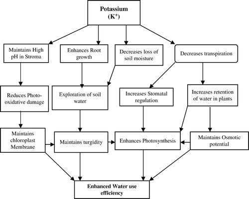Figure 3.  Possible mechanisms through which potassium improves water use efficiency in crop plants.