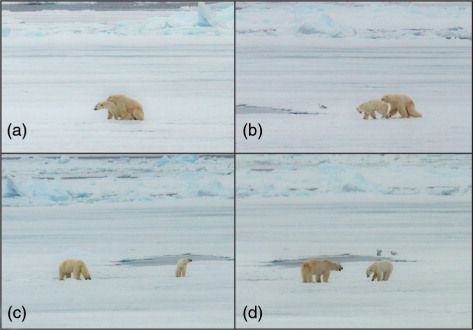 Fig. 1  (a) The two bears observed mating, (b) the bears just after separation, (c) the male licking snow after mating and (d) the male herding the female.