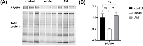Figure 6 Effects of abdominal massage (AM) on PPARγ protein in obese mice between the control, model, and AM groups (A and B). Data are expressed as mean ± standard deviation. *P < 0.05.