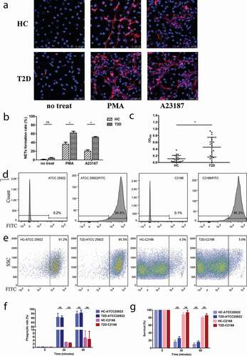 Figure 1. Representative immunofluorescence images (a) and quantification of the percentages of neutrophils undergoing NETosis (b) in the presence of PMA (20 nM) and A23187 (1 μM). Type 2 diabetes mellitus patients (T2D) neutrophil form more extracellular traps than healthy controls (HC) with the same stimulation. For the NETs induction, samples from five diabetics and five healthy volunteers were included. Neutrophils from each sample were induced by PMA or A23187 on three separate coverslips and six random fields were acquired per coverslip. On average, each field approximately contains 81 cells and each sample can count about 1400 cells. (c) Quantification of MPO-DNA complexes in serum samples of HC and T2D patients. (d-g) CR-hvKP C2166 showed highly resistant to neutrophilic phagocytosis using different assay methods. (d) E. coli ATCC 25922 and K. pneumoniae C2166 have a comparable efficiency of FITC labeling and more than 95% of the population can be stained effectively. (e) CR-hvKp C2166 displayed similar levels of resistance to phagocytosis by healthy and diabetic neutrophils after 40-min incubation. E. coli strain ATCC 25922 is susceptible to neutrophil phagocytosis and used as neutrophil phagocytosis function control in this study. (f) FITC-labeled bacteria detection based on flow cytometry; (g) CFUs recovery percentage based on DNase I treated neutrophil killing assays. ns, no significance; *p < 0.05: SSC, side scatter.