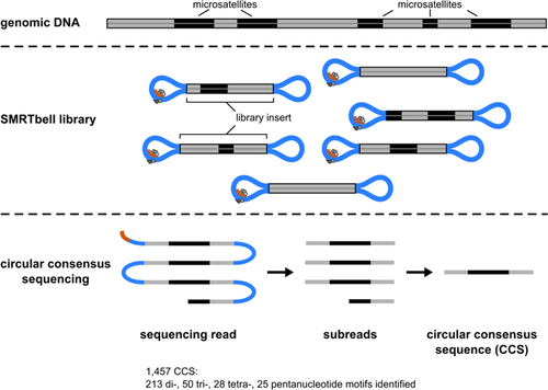 Figure 1. Overview of microsatellite discovery using genomic shotgun circular consensus sequencing (CCS).Genomic DNA is sheared to an appropriate size and hairpin adaptors are ligated to generate SMRTbell templates. During sequencing, a strand-displacing polymerase extends the sequencing primer (orange) and synthesizes the complementary strand in forward and reverse orientation. The resulting consensus sequences are processed using standard microsatellite identification tools.