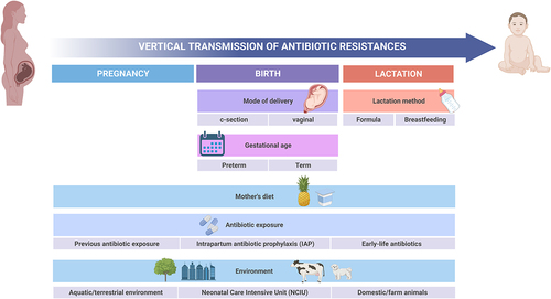 Figure 2. Factors influencing antibiotic resistance acquisition and vertical transmission.