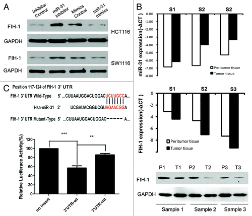 Figure 2. FIH-1 is one of the miR-31 targets and is negatively regulated by miR-31. (A) FIH-1 expression in HCT116 or SW1116 cells after transfection with anti-miR-31 siRNA or miR-31 mimics detected by western blotting. (B) FIH-1 expression was negatively correlated with miR-31 in 3 pairs of CRC tumor and peritumor tissues. (C) Predicted consequential pairing of target 3′UTR region of FIH-1 (wild-type or mutated) and miR-31 mature sequence. Luciferase activity on the presence of both wild-type FIH-1 3′UTR or mutant and miR-31 was compared with the control.