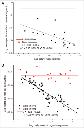Figure 1 (A) Mass-specific metabolic rate of honey bees as function of colony mass (data of colonies from;Citation13 data of individual bee is averaged from ref. 30 and 31). (B) Metabolic rate of single mammalian cells as function of body mass (reviewed in refs. 32 and 33).