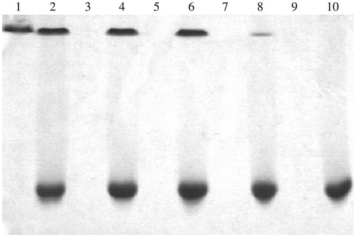 Figure 2. Gel electrophoresis of niosomes loaded and not loaded with human insulin-Tat mixture (1:3 molar ratio). Lane 1 = the standard human insulin. Lane 2 = human insulin-Tat mixture (1:3 molar ratio). Lane 3 = blank non-elastic neutral niosomes. Lane 4 = non-elastic neutral niosomes loaded with the mixture. Lane 5 = blank elastic neutral niosomes. Lane 6 = elastic neutral niosomes loaded with the mixture. Lane 7 = blank non-elastic anionic niosomes. Lane 8 = non-elastic anionic niosomes loaded with the mixture. Lane 9 = blank elastic anionic niosomes. Lane 10 = elastic anionic niosomes loaded with the mixture.
