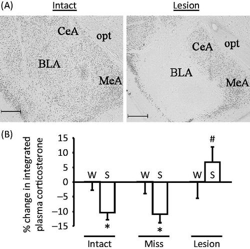 Figure 3. Neuronal activity in the basolateral amygdala (BLA) is necessary for hypothalamic–pituitary–adrenal (HPA) axis-dampening by limited sucrose intake. The plasma corticosterone response to restraint stress was assessed after sucrose (S) versus water (W) intake in rats with bilateral vehicle-injected, intact BLA (Intact) or bilateral ibotenate infusion that produced lesions that either missed (Miss) or hit (Lesion) the BLA. (A) Representative images of neuron-specific nuclear protein (NeuN)-immunolabeling in the BLA of Intact and Lesion rats. CeA = central amygdala, MeA = medial amygdala, opt = optic tract. Scale bar = 500 um. (B) Sucrose reduced the integrated (area-under-the-curve) plasma corticosterone response to restraint stress (relative to water control rats) in Intact and Miss rats, while this HPA-dampening did not occur in rats with bilateral BLA lesion (Lesion). *p < 0.05 versus water controls, #p < 0.05 versus Intact-Sucrose and Miss-Sucrose. Data are shown as mean ± SEM. Reproduced from (Ulrich-Lai et al., Citation2010).