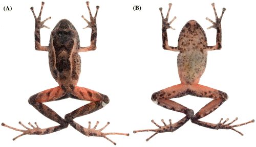 Figura 16. Pristimantis sambalan sp. nov., en preservado. (A) Vista dorsal; (B) vista ventral del holotipo DHMECN 12251, hembra adulta, LRC: 21.5 mm.