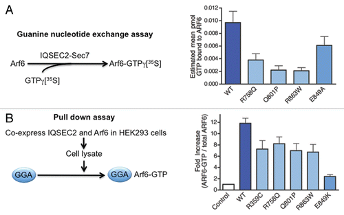 Figure 3 Missense mutations in IQSEC2 that cause non-syndromic XLID reduce guanine nucleotide exchange activity. (A) Radiometric analysis of the effects of mutations in the Sec7 domain of IQSEC2 on guanine nucleotide exchange activity. Recombinant wild-type (dark blue) or mutated versions of the Sec7 domain of IQSEC2 were incubated with recombinant Arf6 and GTPγ35S to catalyze binding of GTPγ35S to Arf6. Arf6-GTPγ35S was isolated on nitrocellulose membrane and the amount of bound radiolabel was quantified in a scintillation counter. Each XLID mutation in the Sec7 domain (light blue) significantly reduced GTP binding to Arf6. *p < 0.0001 vs. wild-type. Note that mutations to E849 (sky blue) are artificial dominant-negative mutants that strongly reduce GEF activity of the Sec7 domain. (B) Guanine nucleotide exchange activity in vivo analyzed using a pull-down assay. Arf6 and either wild-type (dark blue) or mutated (light blue) full-length IQSEC2 were co-expressed in HEK293 cells. The cells were lysed and Arf6-GTP was isolated on beads coated with the adaptor protein Golgi-localized, γ ear-containing Arf binding protein 3 (GGA), which binds to GTP-bound but not GDP-bound Arfs. Arf6-GTP was stripped from the beads and quantified by western blotting. Each mutation reduced activation of Arf6 in this cellular assay.