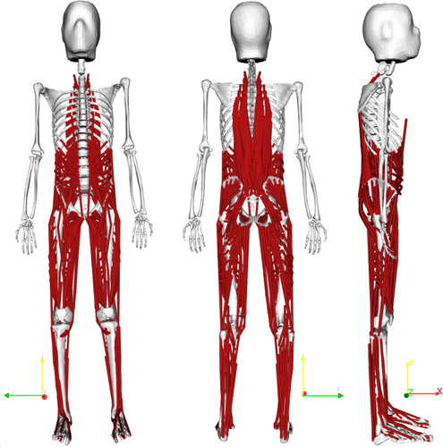 Figure 1. Musculoskeletal model of the lower limbs and lumbar spine with 538 musculotendon actuators.