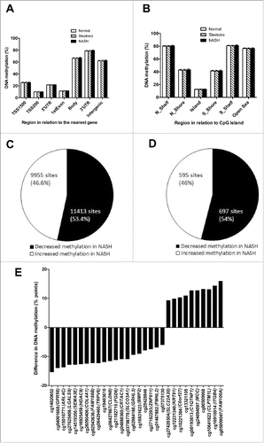 Figure 1. Global DNA methylation in human liver from normal, steatosis and NASH individuals is shown for (A) each gene region and (B) CpG island regions. Global DNA methylation is calculated as average DNA methylation based on all CpG sites in each annotated region on the Infinium HumanMethylation450 BeadChip. TSS, proximal promoter, defined as 200 or 1,500 bp upstream of the transcription start site. Shore, flanking region of CpG islands (0–2,000 bp); Shelf, regions flanking island shores (2,000–4,000 bp from the CpG island). N, northern; S, southern. Pie chart describing the number of sites that exhibit increased or decreased DNA methylation in NASH at (C) q < 0.05 and (D) q < 0.001 and ≥ 5% point difference. (E) CpG sites displaying the most significant increased or decreased DNA methylation (q < 0.001 and at least 5% point change) in NASH.