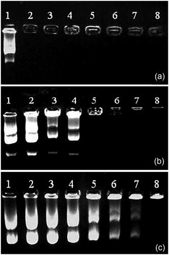 Figure 2. Agarose gel electrophoresis of (a) PEI, (b) PEG–PEI, and (c) Nb–PEG–PEI polyplexes. Lanes 1–8 represent N/P ratios of 0 (control, pDNA only), 0.25, 0.5, 1, 2.5, 5, 7.5, and 10, respectively.