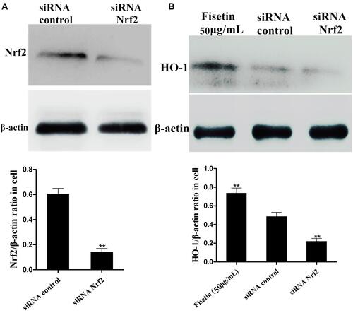 Figure 10 Effects of Nrf2-siRNA transfection on fisetin-induced HO-1 protein expression. The specific siRNA was used to silence Nrf2 expression in BEND cells. (A) The interfering efficiency of Nrf2 siRNA was determined by Western blot. (B) The effect of Nrf2 siRNA transfection on fisetin-induced HO-1 protein expression was also measured by Western blot. β-actin served as control. All data are represented as the mean ± S.E.M. of three independent experiments. Double asterisk indicate P < 0.01 compared with LPS group.
