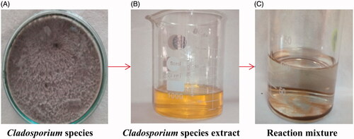 Figure 1. Preparation of silver nanoparticles: (A) Pure culture of Cladosporium species, (B) Cladosporium species extract and (C) colour changes was observed due to bioreduction of AgNO3.