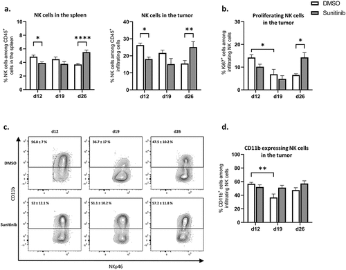 Figure 5. NK populations are decreased during sunitinib treatment and increased after the cessation of treatment in both tumor and spleen.