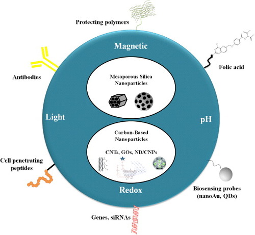 Figure 1. The MSNs and carbon-based nanocarriers as versatile platforms for stimuli-responsive drug delivery in cancer theranostics. The time- and space- controlled drug release has been achieved by the employment of light, redox potential, pH gradient and magnetic field. These nanocarriers can be functionalized by (i) biocompatible polymers such as PEG for better blood circulation; (ii) gold nanoparticles or QDs as optical detection probes; (iii) FA, cell penetrating peptides or antibodies as cancer-specific ligands; and finally, (iv) DNA plasmids or small interference RNA (siRNA) for gene therapy.