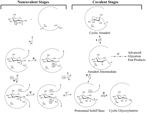Figure 2. The NEG process in the formation of HbA1c involving transient intermediate 2, including routes possible with or without the participation of an effector reagent.
