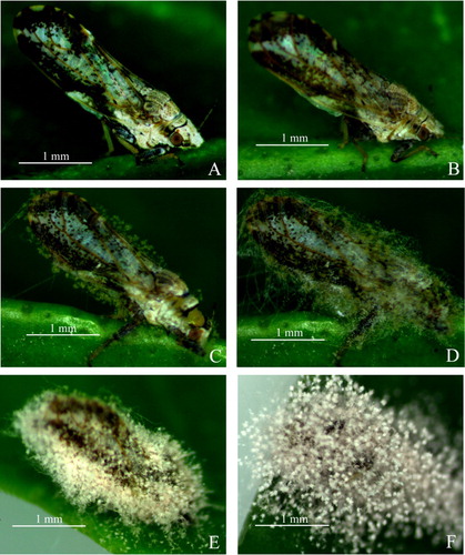 Figure 1. Adult D. citri infected with Purpureocillium lilacinum strain ZJPL08 observed under a stereo microscope. (A) Control D. citri. (B − F) Infected D. citri at 12, 24, 36, 48 and 72 h post-inoculation.