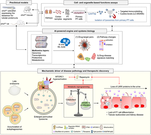 Figure 1. The CTNS-cystine-MTORC1 axis as a lysosomal signaling node for fate decisions in the kidney tubule epithelium and targetable pathway in cystinosis. Preclinical disease modeling in cystinosis and physiologically-relevant cellular systems, aligned with organelle-based function assays and artificial intelligence (AI)-powered target discovery pipeline can enable the identification of pathophysiological mechanisms contributing to disease pathology and highlight novel therapeutic strategies. In kidney tubular cells lacking CTNS, the storage of cystine triggers the Ragulator-RRAG-dependent translocation of MTORC1 and its constitutive activation at the surface of the lysosome. This diverts the catabolic trajectories and differentiating states of the cells towards anabolic programs for growth and proliferation, disrupting their reabsorptive activities and causing tubular dysfunction and kidney disease in cystinosis. Therapeutic inhibition of hyperactive MTORC1 by using low-doses of rapamycin rescues the lysosome proteolysis and rewires the proliferating trajectories of CTNS deficient/cystinosis-affected tubular epithelial cells towards differentiation and homeostasis. LC/MS-MS, LC-MS/MS, liquid chromatography with tandem mass spectrometry. TMEM192–3×HA/LysoTag marks lysosomes with a triple HA epitope, enabling their immuno-isolation with anti-HA antibodies.